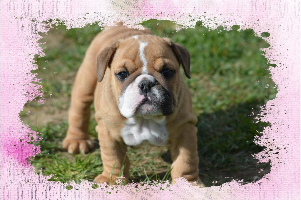 Zaze Royale Pepite Dog - Chiot disponible  - Bulldog Anglais