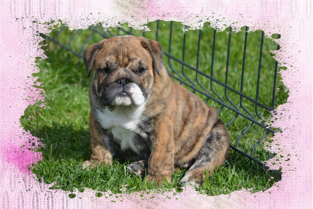 Zaze Royale Pepite Dog - Chiot disponible  - Bulldog Anglais