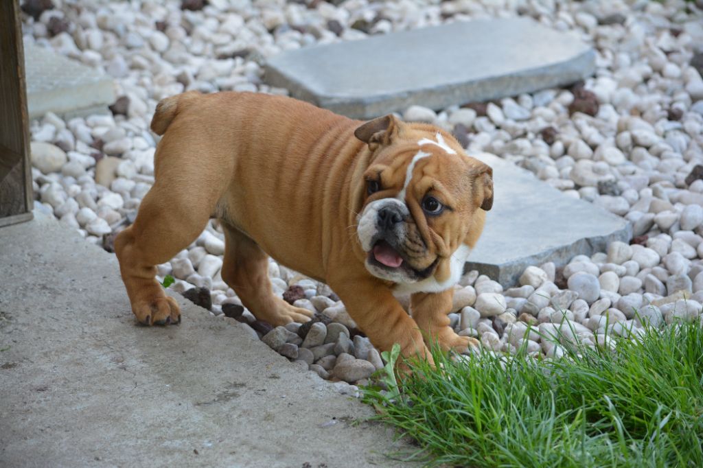 Zaze Royale Pepite Dog - Chiot disponible  - Bulldog Anglais