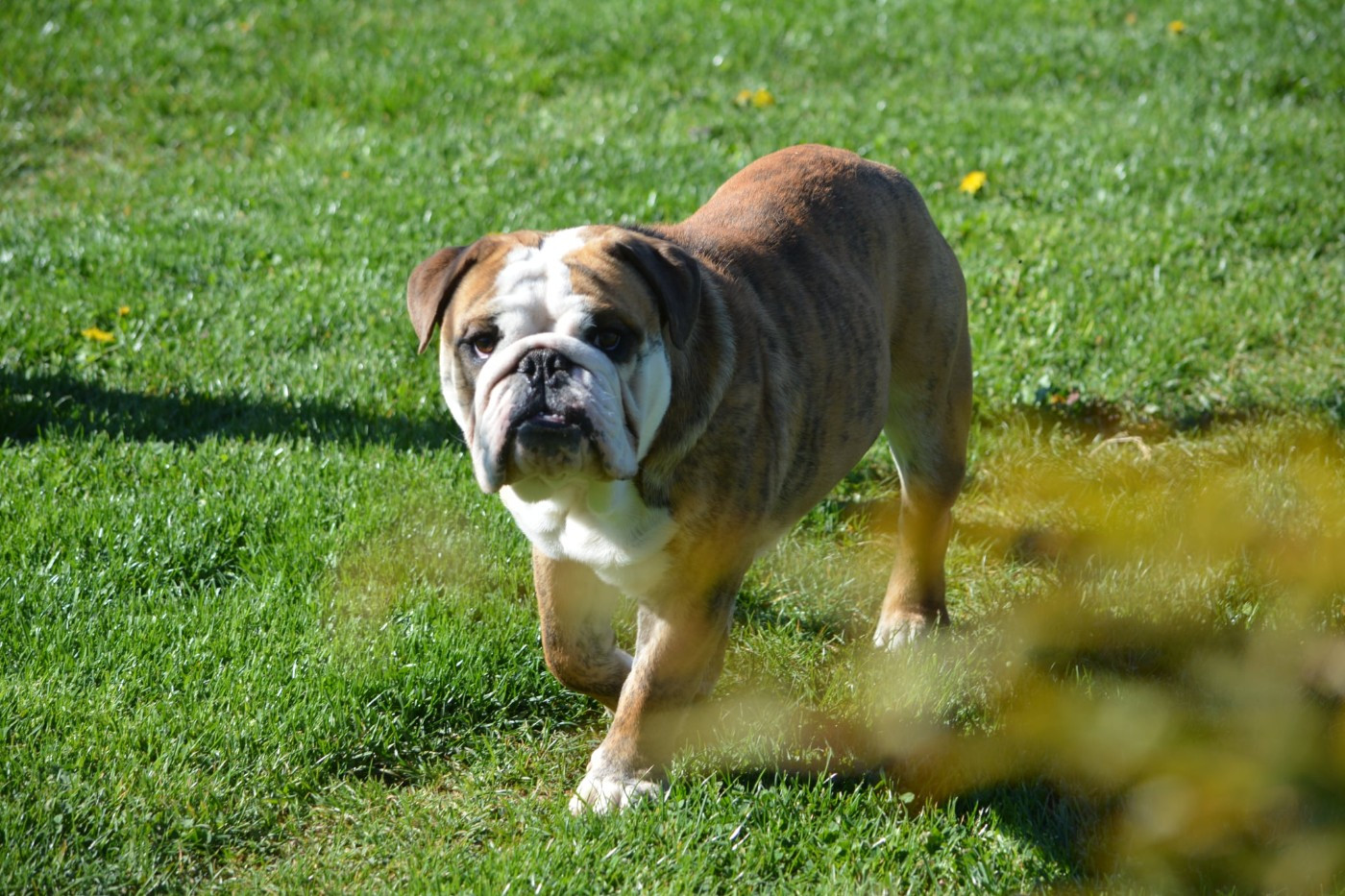 August Zaze Royale Pepite Dog