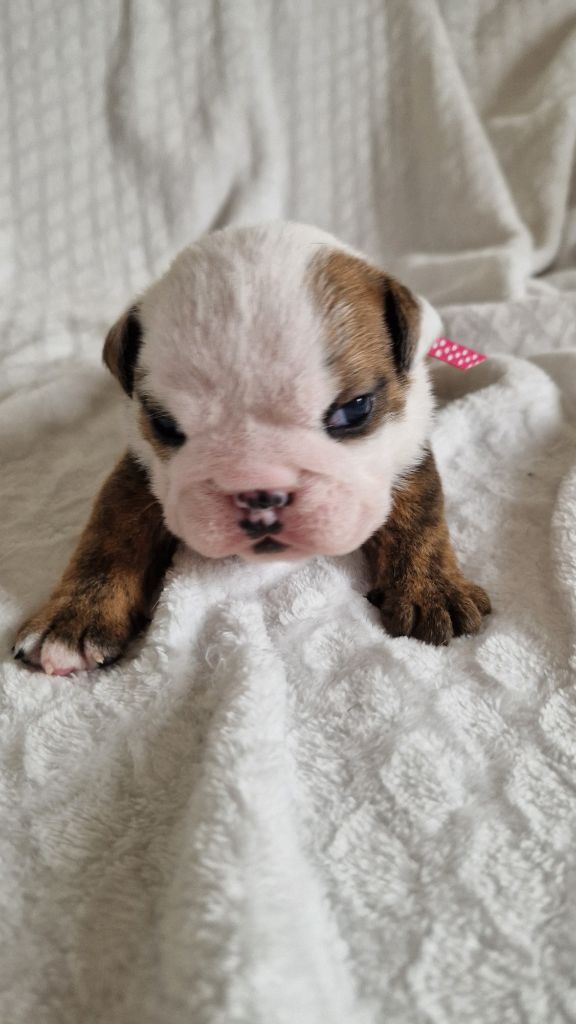 Zaze Royale Pepite Dog - Chiots disponibles - Bulldog Anglais