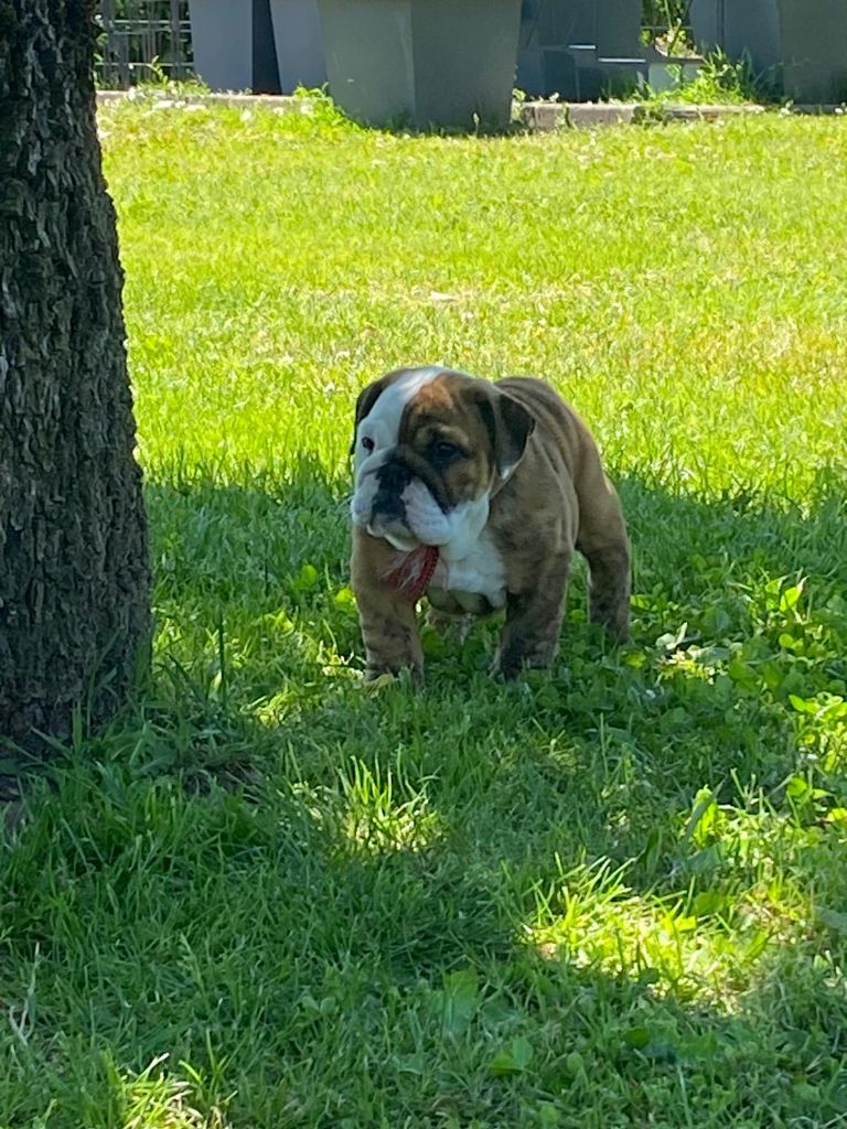 Zaze Royale Pepite Dog - Chiots disponibles - Bulldog Anglais