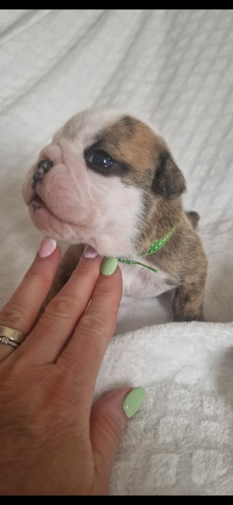 Zaze Royale Pepite Dog - Chiots disponibles - Bulldog Anglais