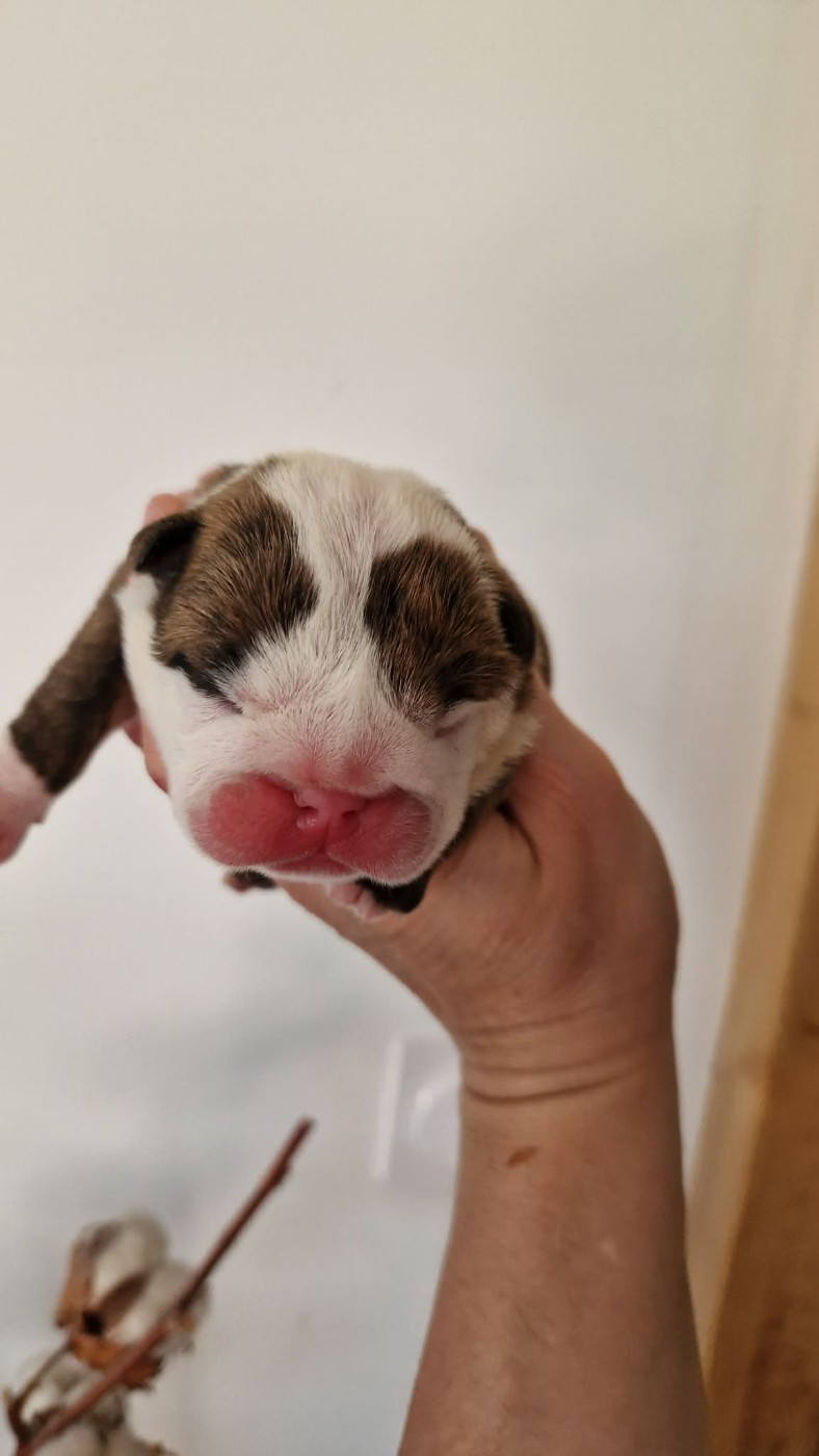 Zaze Royale Pepite Dog - Chiots disponibles - Bulldog Anglais