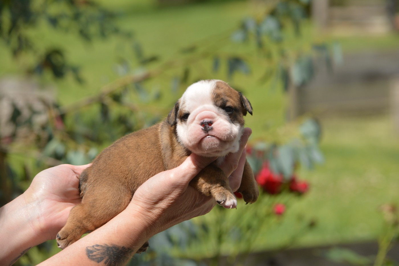 Zaze Royale Pepite Dog - Chiots disponibles - Bulldog Anglais