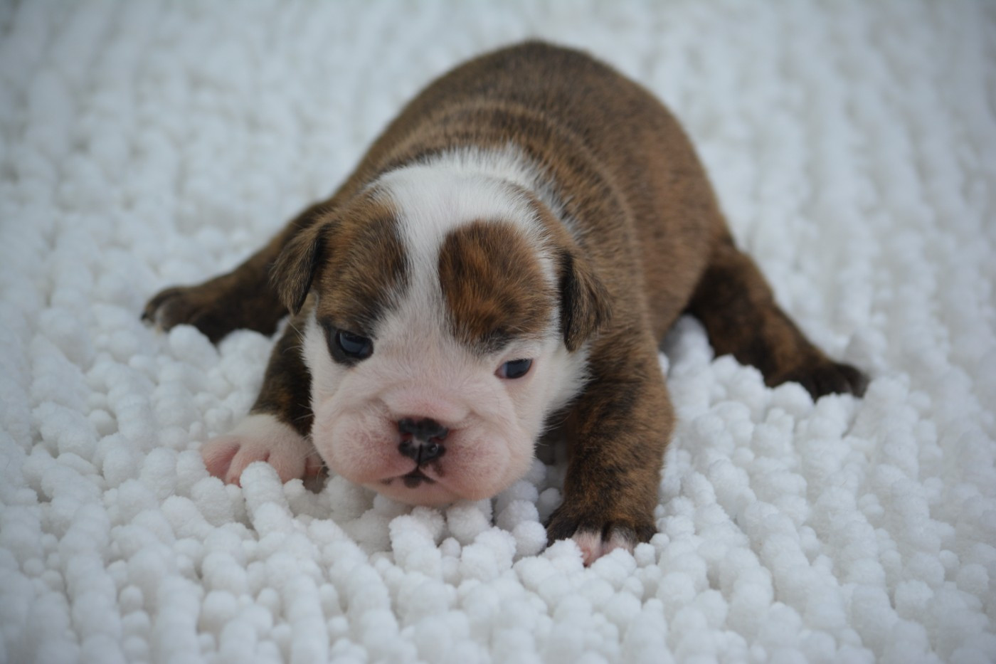 Zaze Royale Pepite Dog - Chiots disponibles - Bulldog Anglais