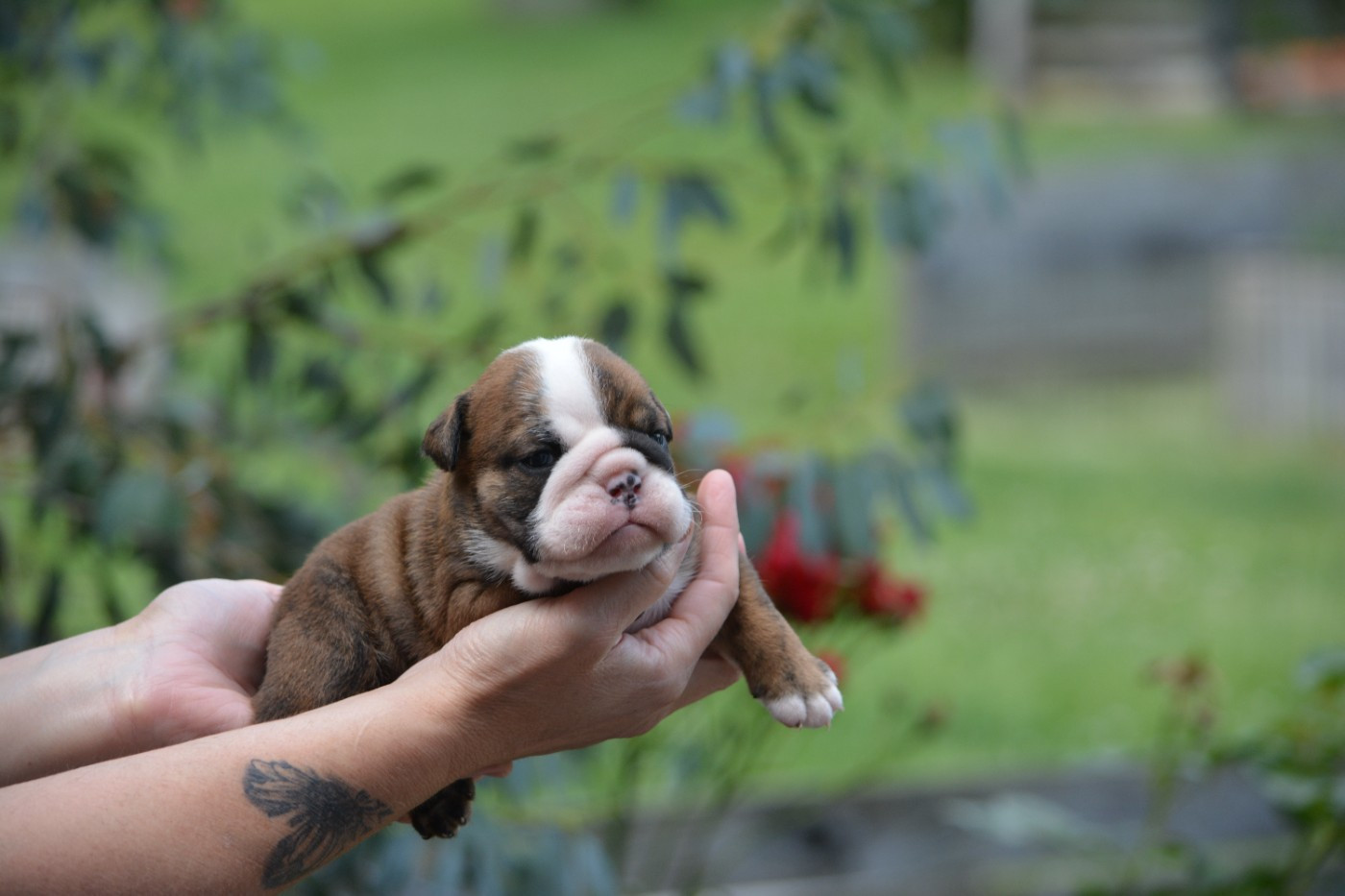 Zaze Royale Pepite Dog - Chiots disponibles - Bulldog Anglais