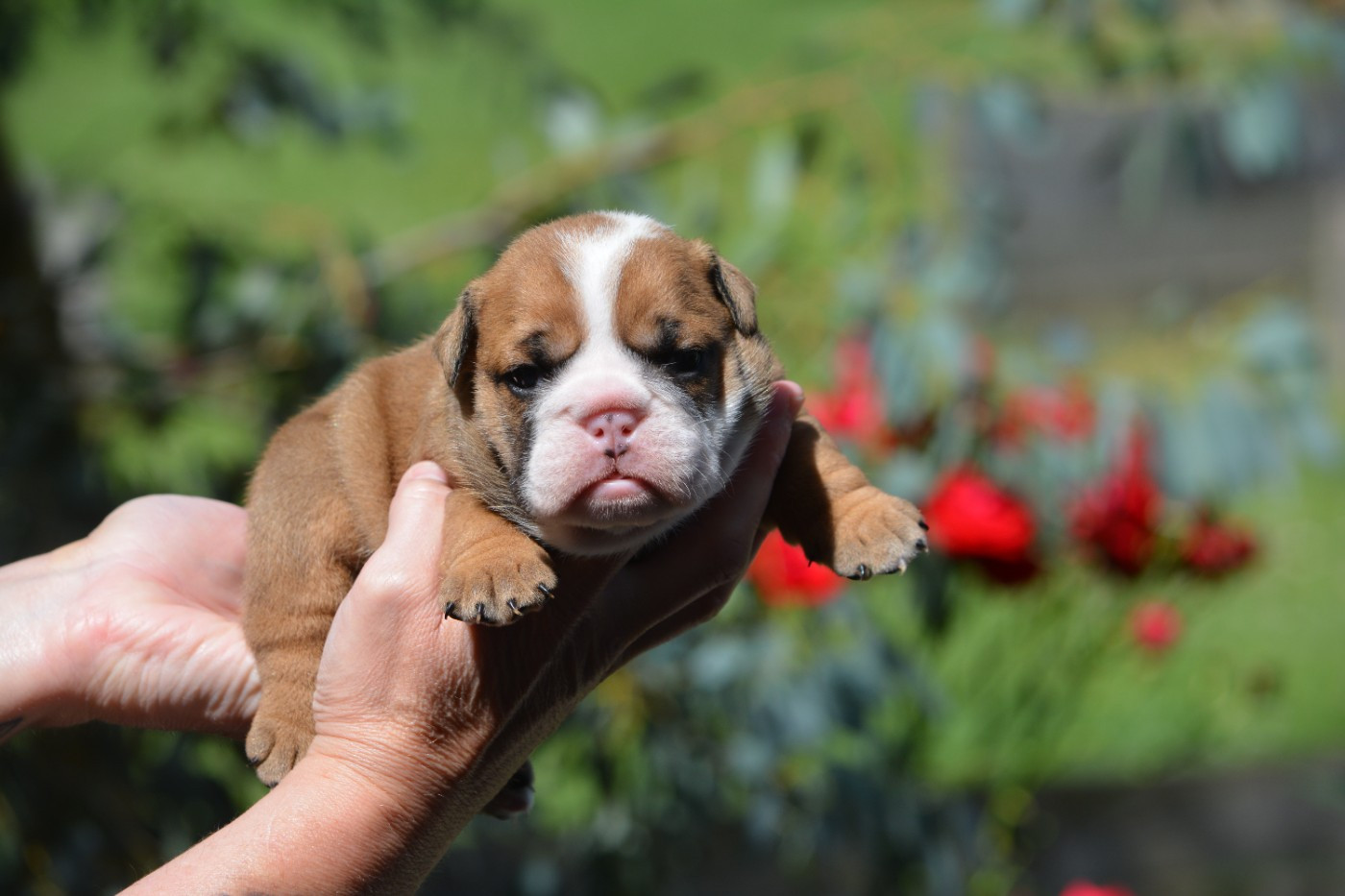 Zaze Royale Pepite Dog - Chiots disponibles - Bulldog Anglais