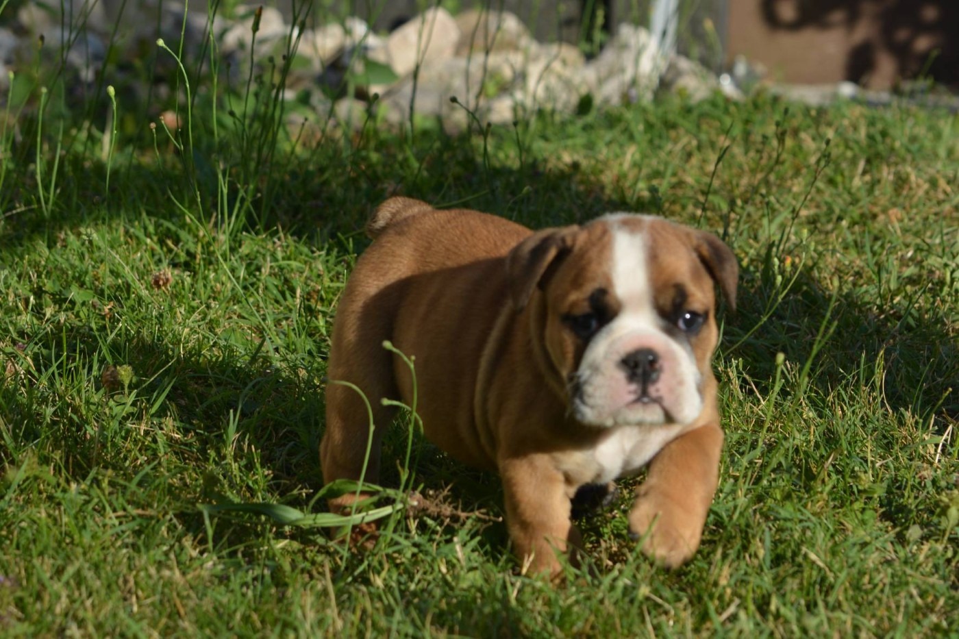 Zaze Royale Pepite Dog - Chiots disponibles - Bulldog Anglais