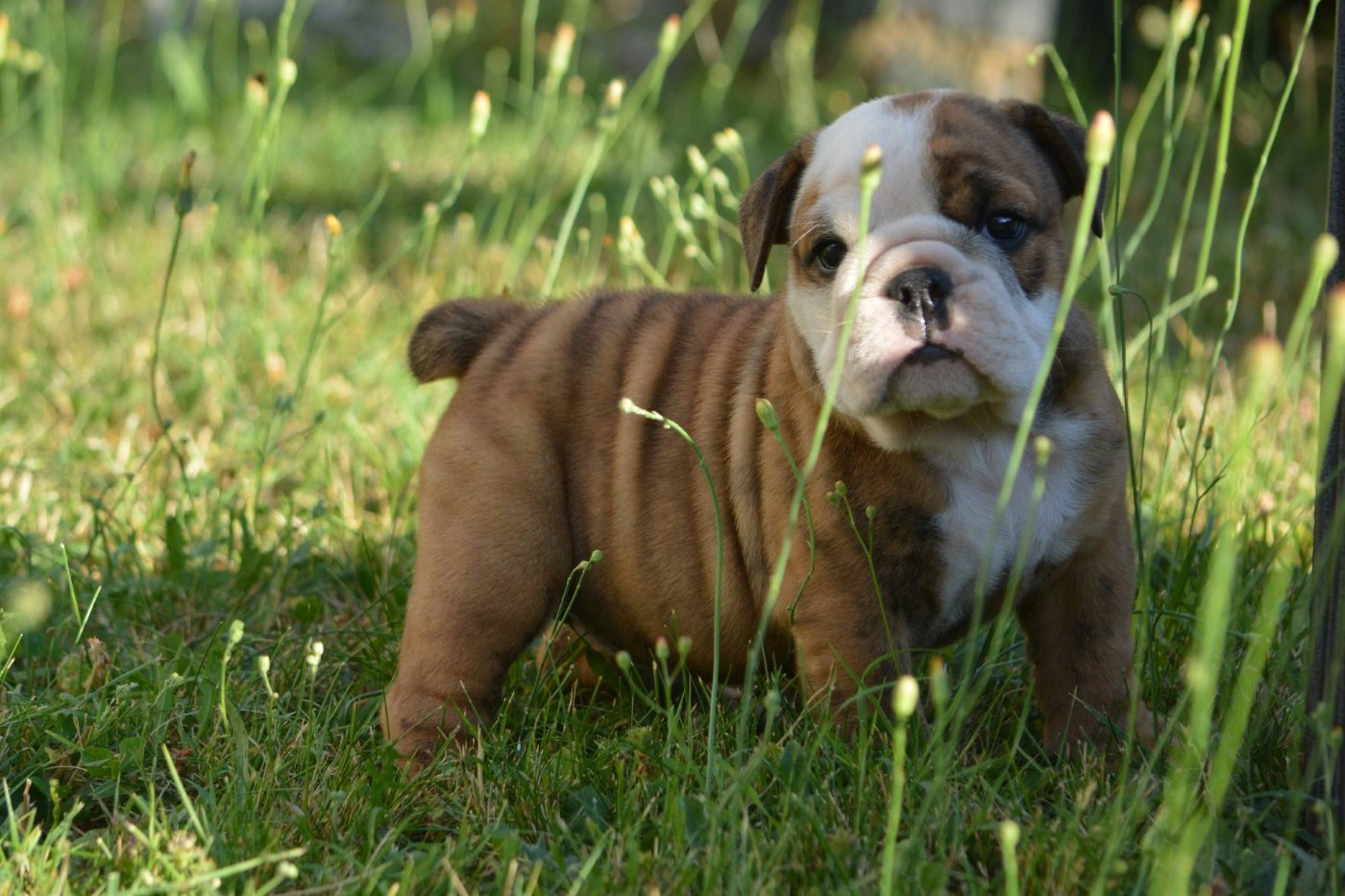 Zaze Royale Pepite Dog - Chiots disponibles - Bulldog Anglais