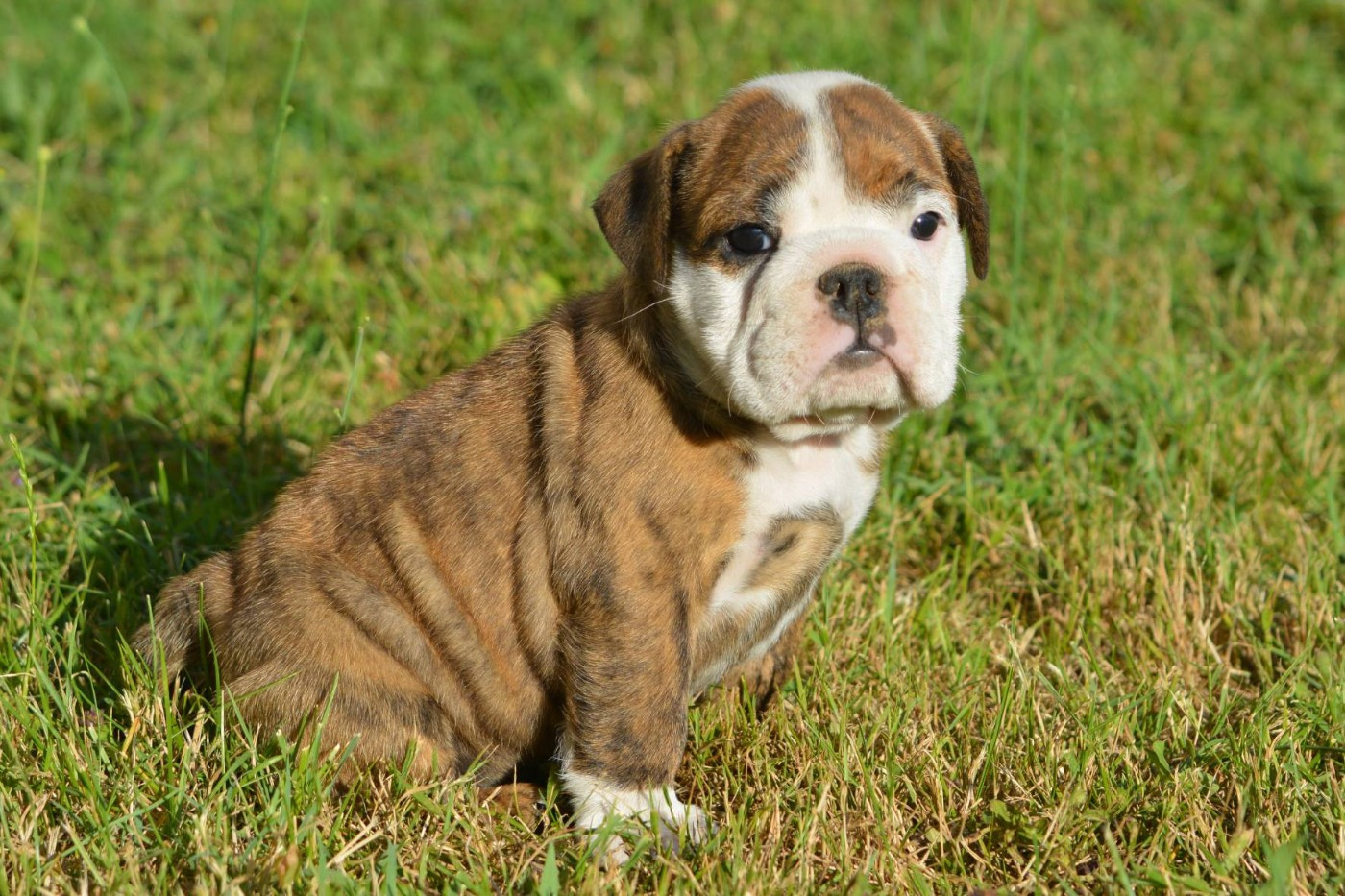 Zaze Royale Pepite Dog - Chiots disponibles - Bulldog Anglais