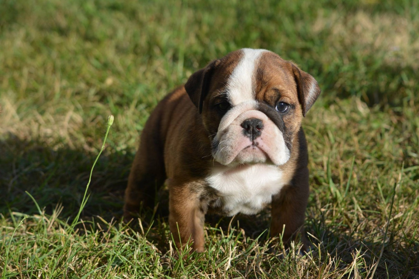 Zaze Royale Pepite Dog - Chiots disponibles - Bulldog Anglais