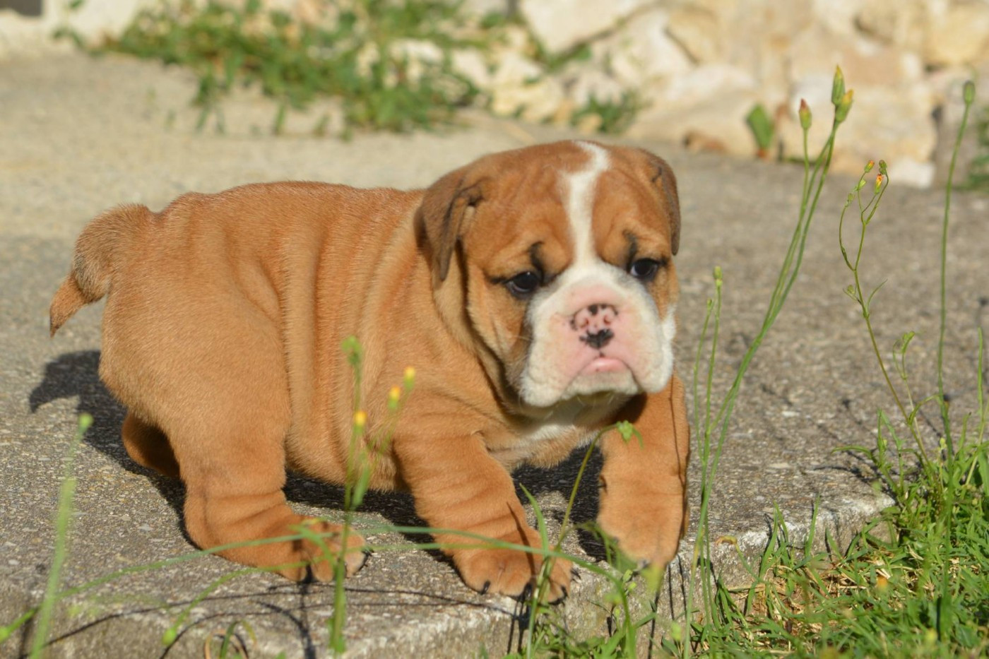 Zaze Royale Pepite Dog - Chiots disponibles - Bulldog Anglais