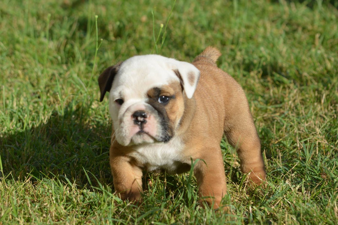 Zaze Royale Pepite Dog - Chiots disponibles - Bulldog Anglais