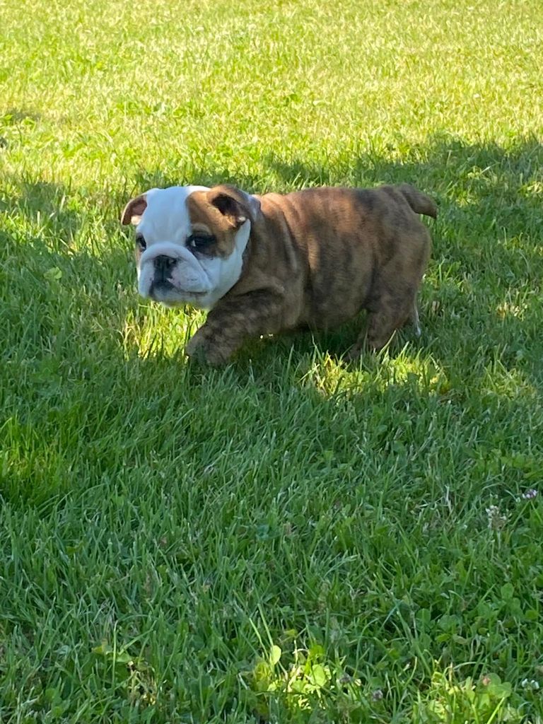 Zaze Royale Pepite Dog - Chiots disponibles - Bulldog Anglais