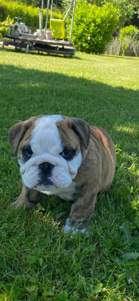 Zaze Royale Pepite Dog - Chiots disponibles - Bulldog Anglais