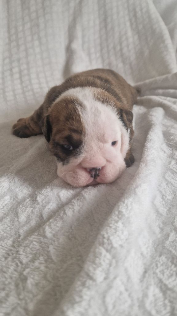 Zaze Royale Pepite Dog - Chiots disponibles - Bulldog Anglais