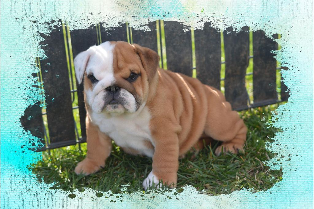 Zaze Royale Pepite Dog - Bulldog Anglais - Portée née le 08/02/2024