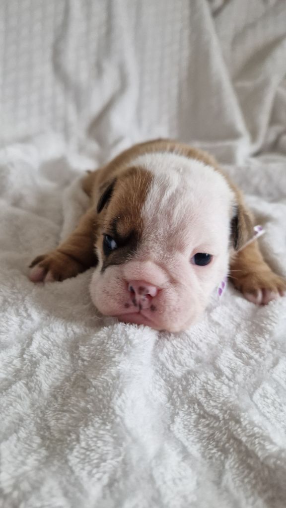 Zaze Royale Pepite Dog - Chiots disponibles - Bulldog Anglais