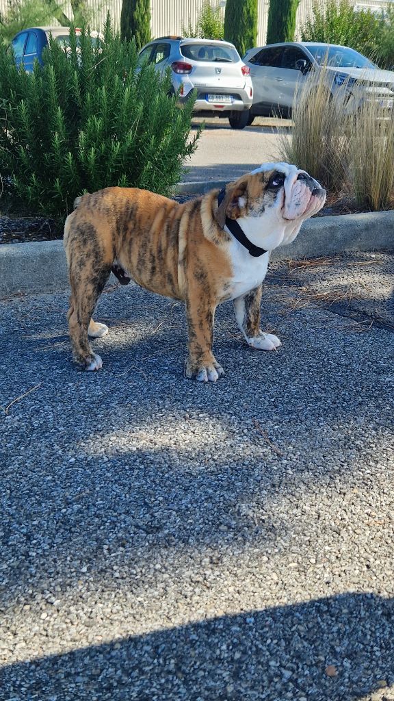 Zaze Royale Pepite Dog - Chiots disponibles - Bulldog Anglais