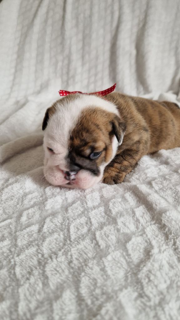 Zaze Royale Pepite Dog - Chiots disponibles - Bulldog Anglais