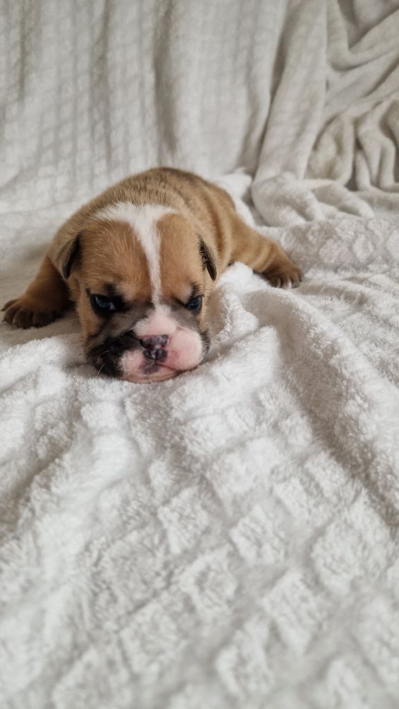 Zaze Royale Pepite Dog - Chiots disponibles - Bulldog Anglais