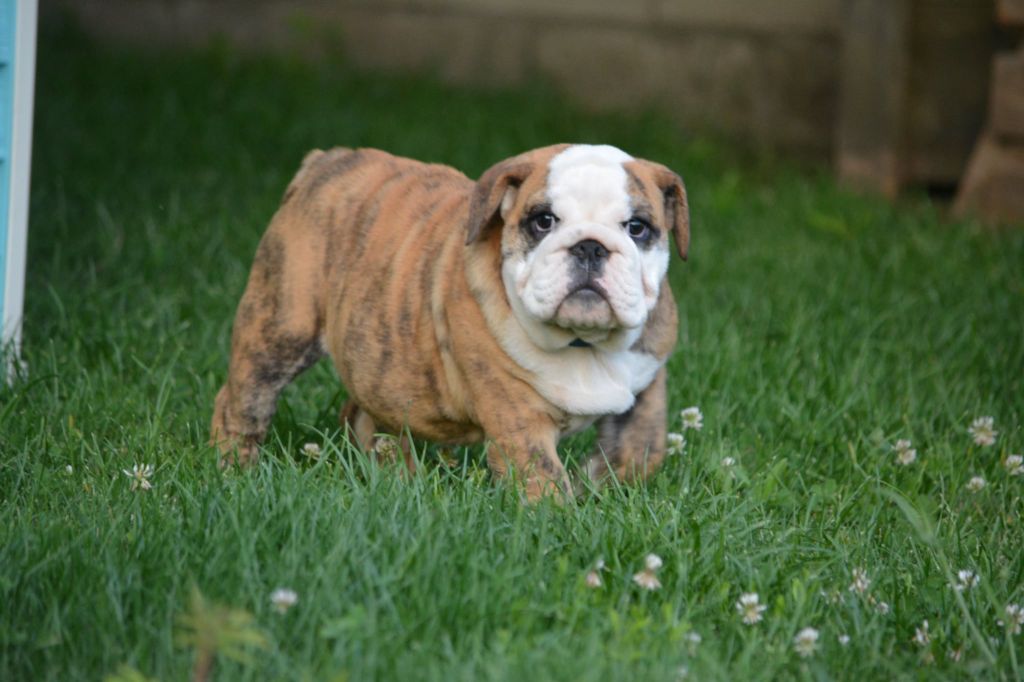 Zaze Royale Pepite Dog - Chiots disponibles - Bulldog Anglais