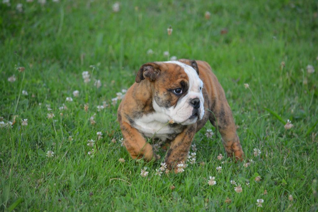 Zaze Royale Pepite Dog - Chiots disponibles - Bulldog Anglais
