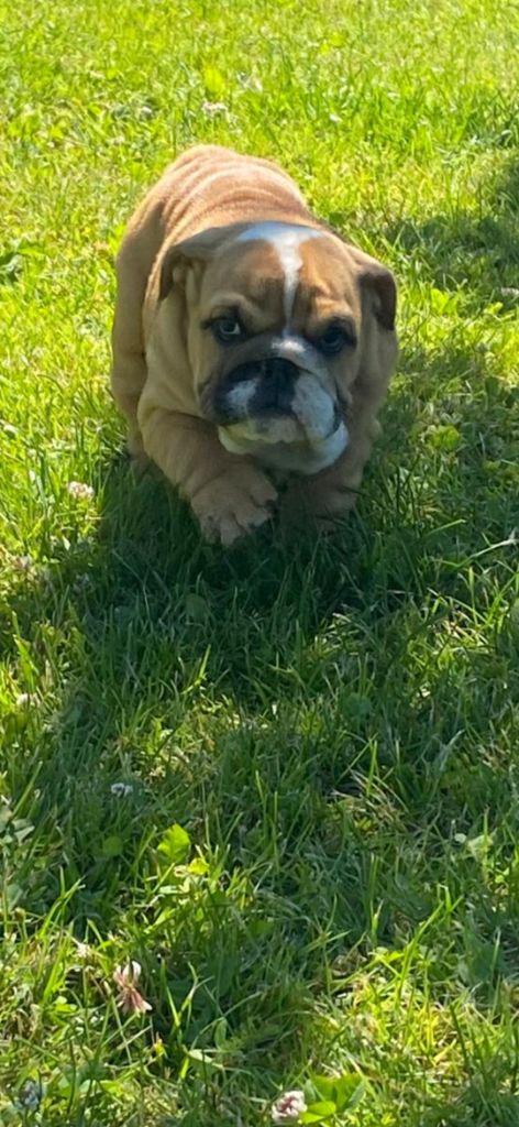 Zaze Royale Pepite Dog - Chiots disponibles - Bulldog Anglais